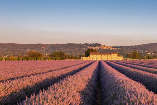 PACA - Crépuscule sur les lavandes