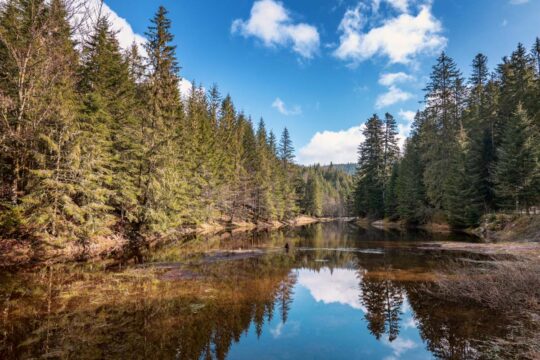 Auvergne Rhône-Alpes - Etang de Belbriette