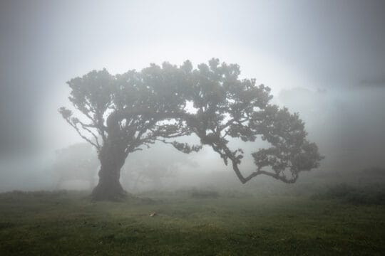 Portugal - Madère - Forêt de Fanal