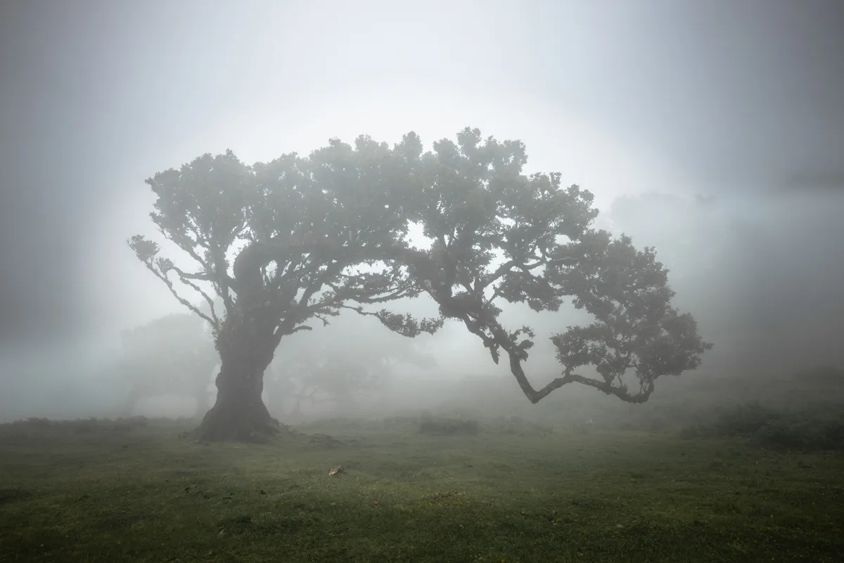 Forêt de Fanal - Madère