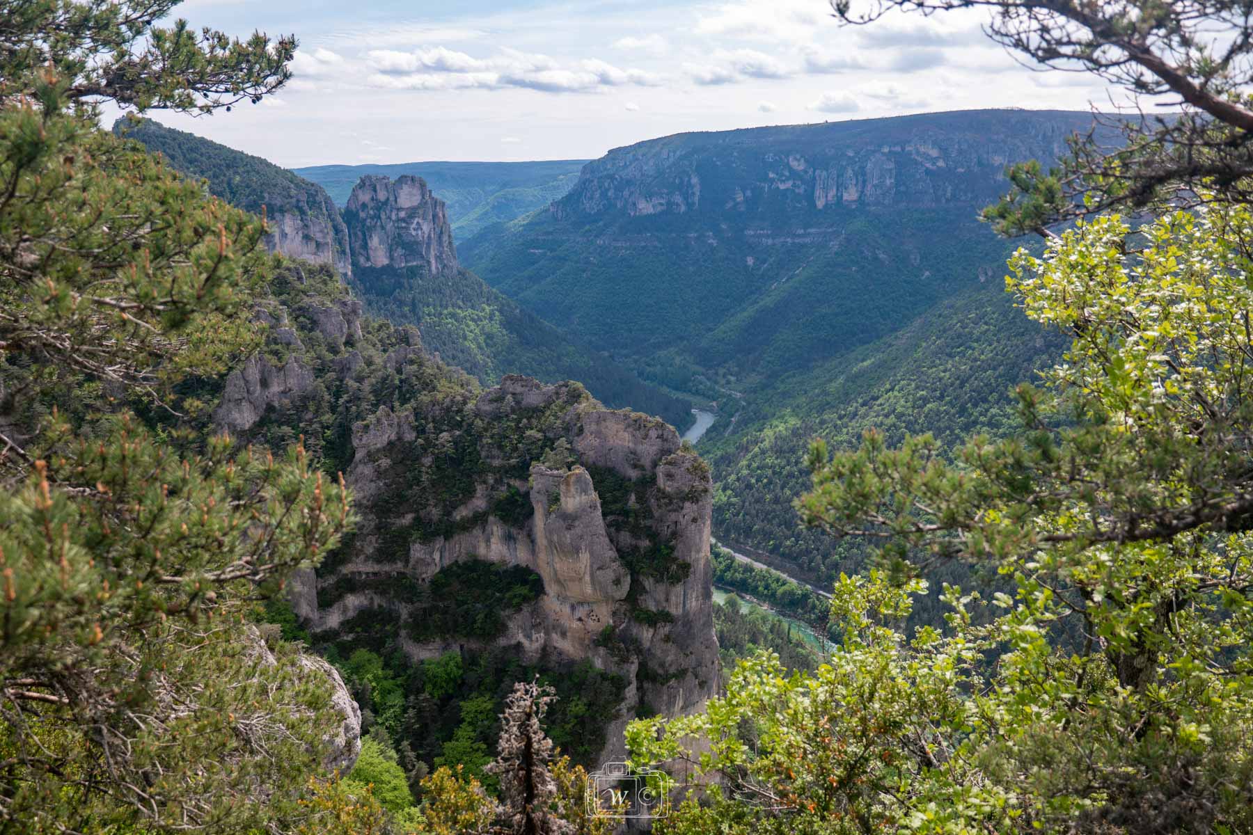 Panorama sur les gorges du Tarn depuis un belvédère boisé, révélant les falaises vertigineuses et le cours sinueux de la rivière en contrebas.